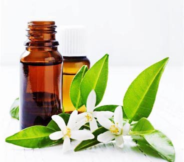 Neroli essential oil factory